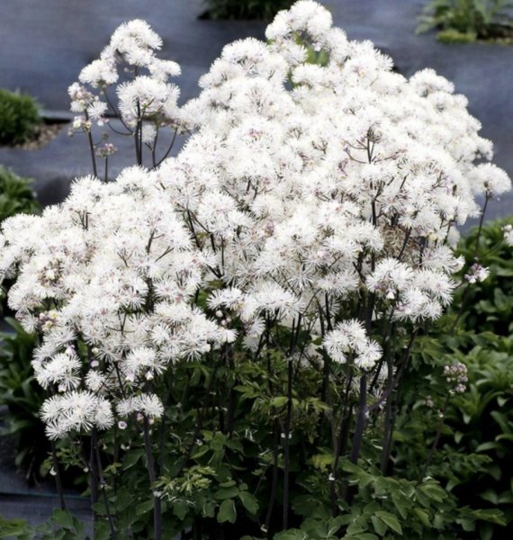 Thalictrum aquilegiifolium 'Nimbus™ White' Kurekell-ängelhein